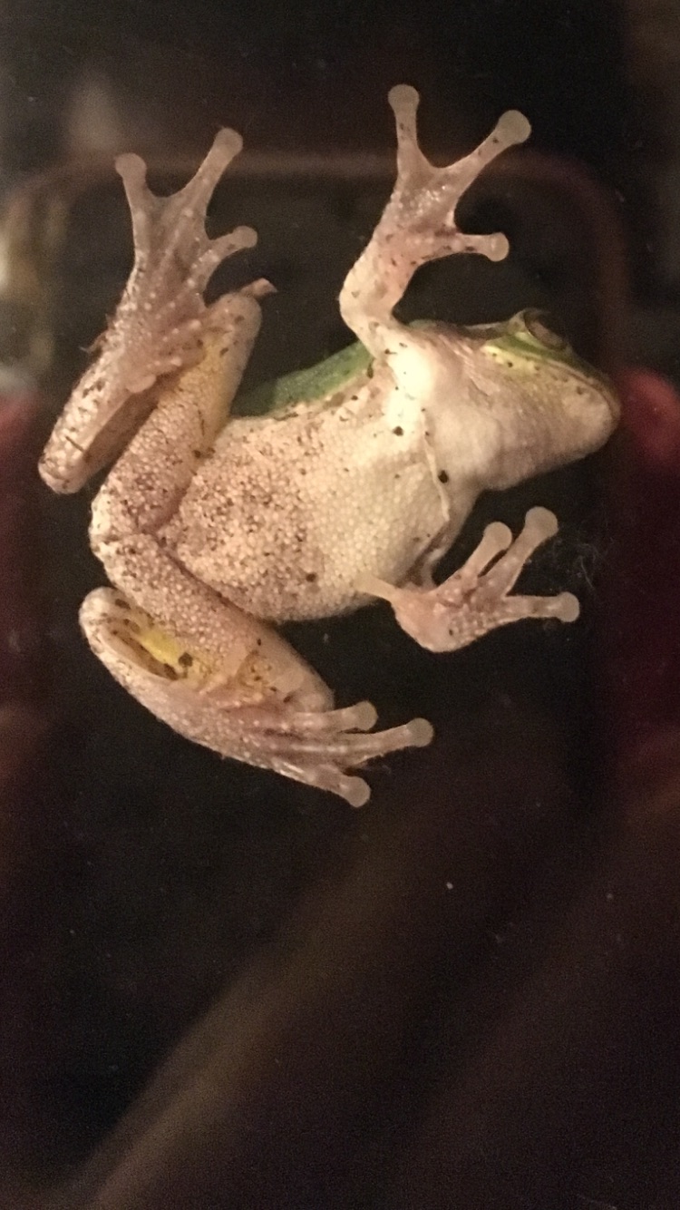 Frog belly